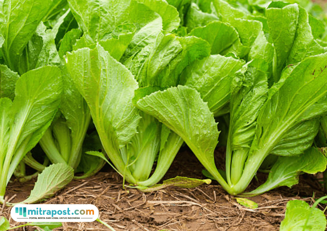 Foto: ilustrasi sayur sawi (sumber: istock)