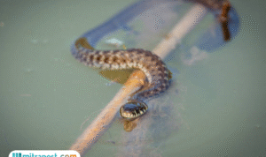 Foto: ilustrasi ular di kawasan sungai (sumber: istock)