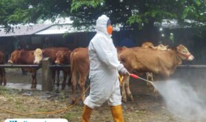 Foto : Hewan ternak sapi di Pasar Wagenan Kecamatan Margorejo Pati, belum lama ini. (Sumber. Mitrapost.com/ Ilham)
