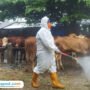 Foto : Hewan ternak sapi di Pasar Wagenan Kecamatan Margorejo Pati, belum lama ini. (Sumber. Mitrapost.com/ Ilham)