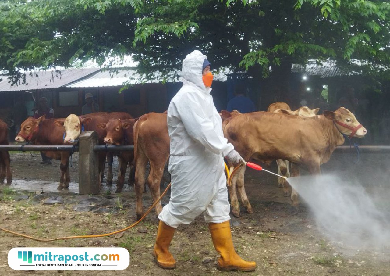 Foto : Hewan ternak sapi di Pasar Wagenan Kecamatan Margorejo Pati, belum lama ini. (Sumber. Mitrapost.com/ Ilham)