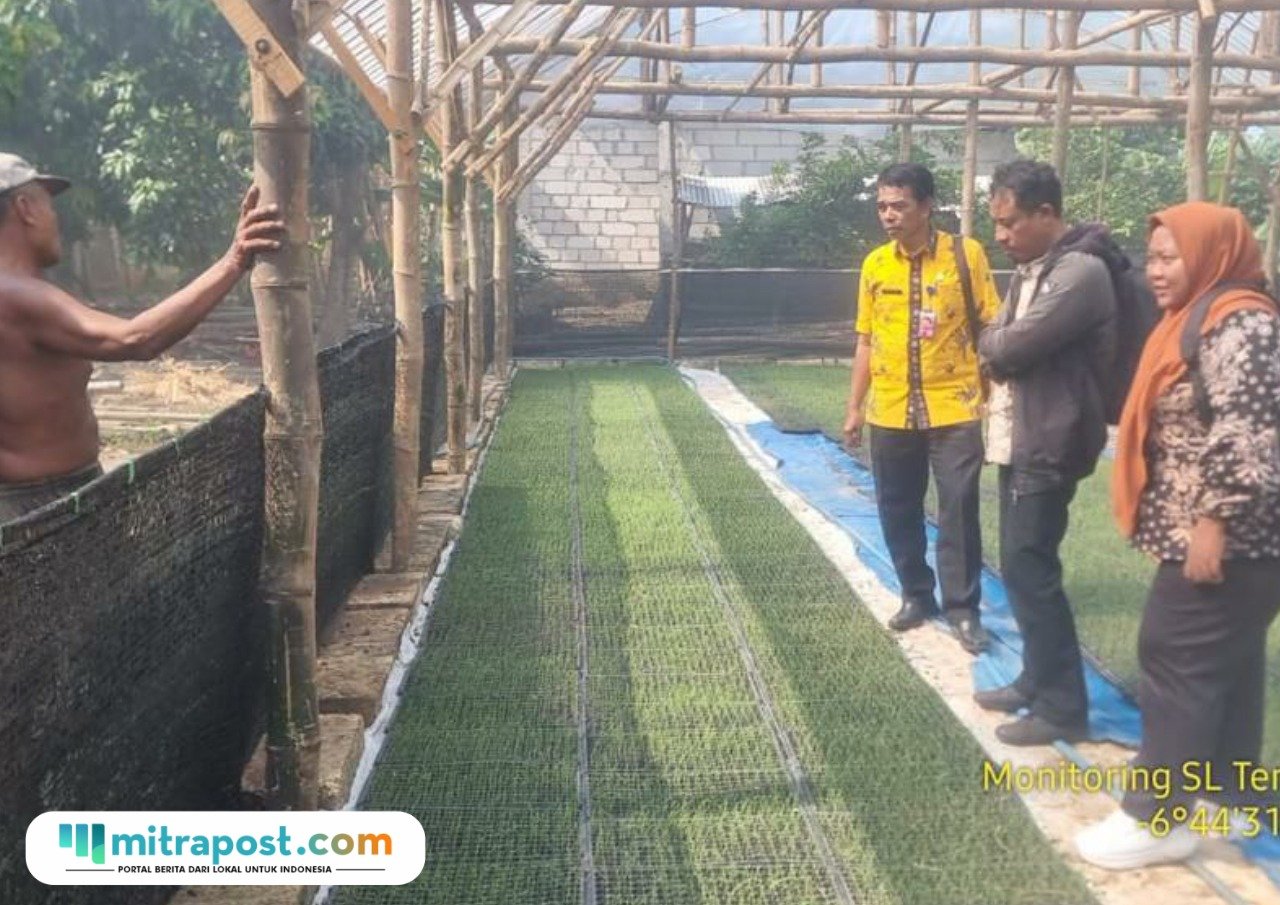Foto : Monitoring Persemaian Bawang Merah gunakan metode TSS di Desa Tompomulyo Kecamatan Batangan, belum lama ini. (Dok. Dispertan Kabupaten Pati)