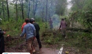 pohon tumbang di Jalan Raya Randublatung-Blora/polres Blora pohon tumbang di Jalan Raya Randublatung-Blora/polres Blora
