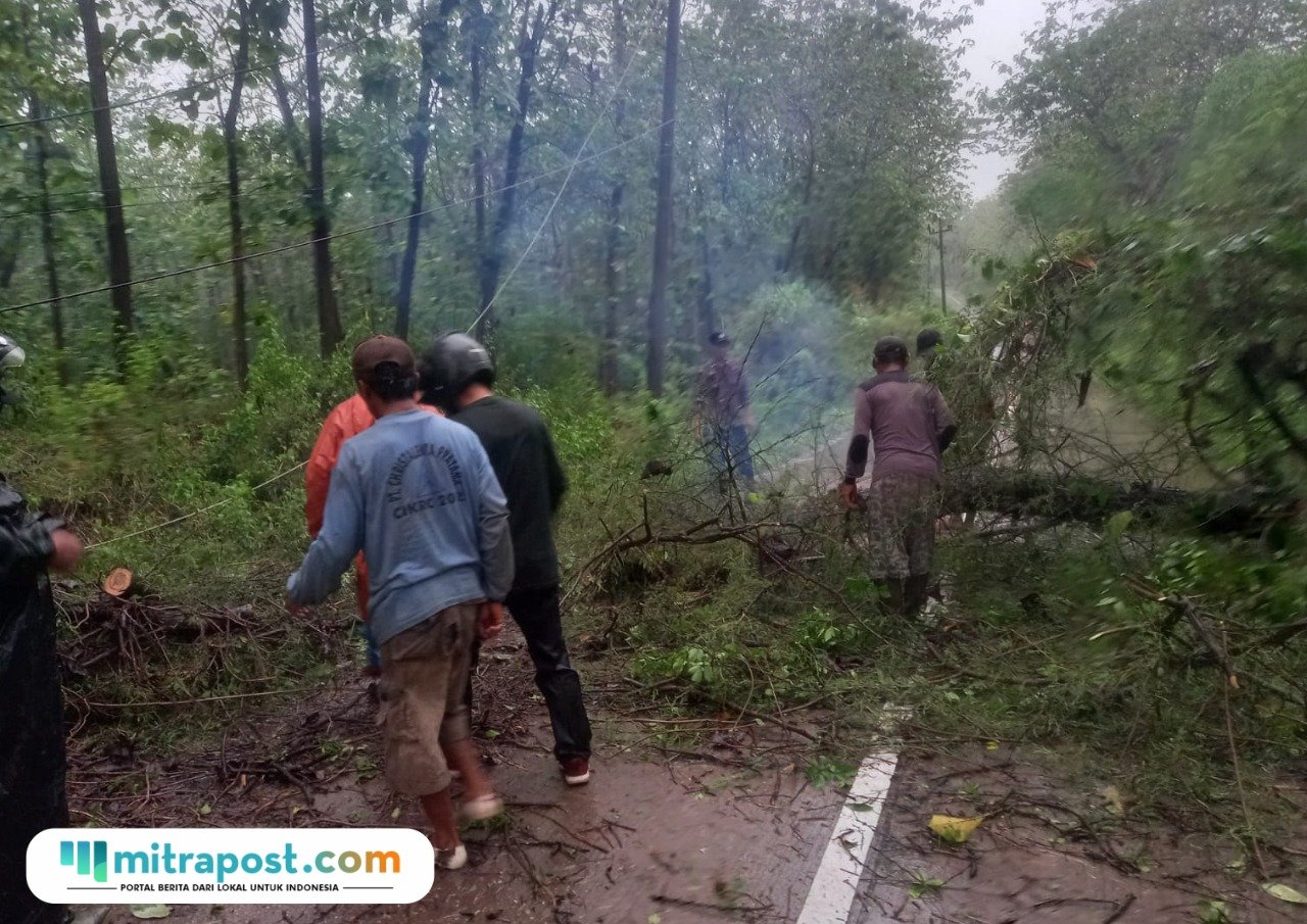pohon tumbang di Jalan Raya Randublatung-Blora/polres Blora pohon tumbang di Jalan Raya Randublatung-Blora/polres Blora