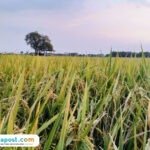 Foto: lahan pertanian di Kabupaten Pati (Mitrapost.com/ ilham)