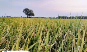 Foto: lahan pertanian di Kabupaten Pati (Mitrapost.com/ ilham) Foto: lahan pertanian di Kabupaten Pati (Mitrapost.com/ ilham)