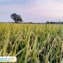 Foto: lahan pertanian di Kabupaten Pati (Mitrapost.com/ ilham)
