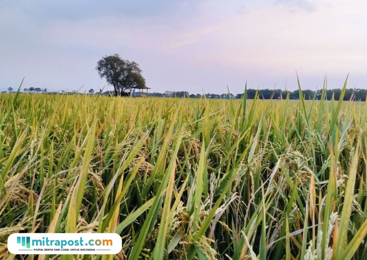 Foto: lahan pertanian di Kabupaten Pati (Mitrapost.com/ ilham)