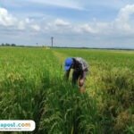 Foto: petani asal Desa Jambean Kidul, Kecamatan Margorejo, Kamelan saat di area persawahan (Mitrapost.com/ Kafi)