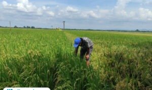 Foto: petani asal Desa Jambean Kidul, Kecamatan Margorejo, Kamelan saat di area persawahan (Mitrapost.com/ Kafi) Foto: petani asal Desa Jambean Kidul, Kecamatan Margorejo, Kamelan saat di area persawahan (Mitrapost.com/ Kafi)