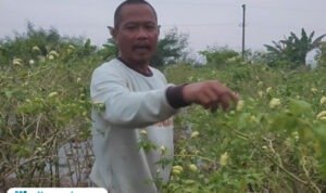 Foto: Petani asal Desa Jimbaran, Kecamatan Kayen, Kabupaten Pati, Harno saat sedang memetik cabai (Mitrapost.com/ Kafi)
