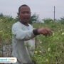 Foto: Petani asal Desa Jimbaran, Kecamatan Kayen, Kabupaten Pati, Harno saat sedang memetik cabai (Mitrapost.com/ Kafi)