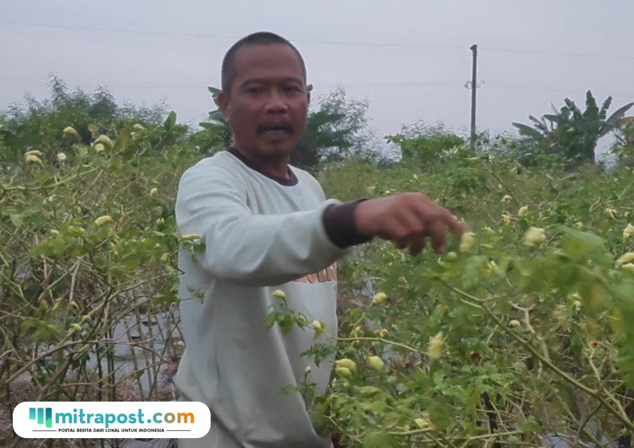 Foto: Petani asal Desa Jimbaran, Kecamatan Kayen, Kabupaten Pati, Harno saat sedang memetik cabai (Mitrapost.com/ Kafi)