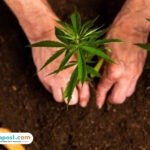 Terbongkar Pasutri WNA Punya Ladang Ganja di Rumah Sewa Bali