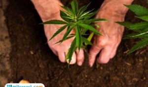 Terbongkar Pasutri WNA Punya Ladang Ganja di Rumah Sewa Bali