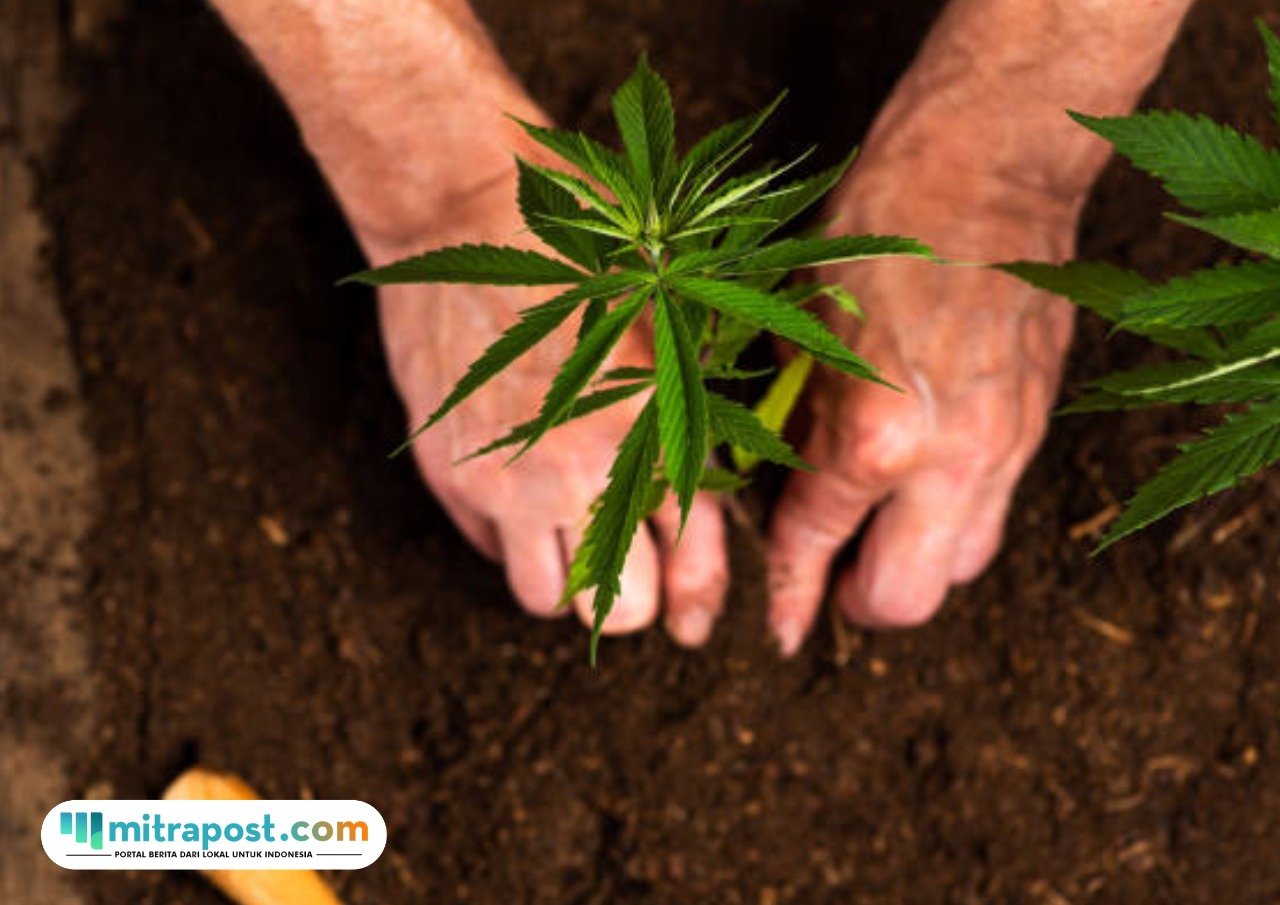 Terbongkar Pasutri WNA Punya Ladang Ganja di Rumah Sewa Bali