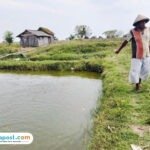 petambak ikan nila pati