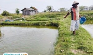 petambak ikan nila pati