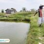 petambak ikan nila pati