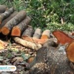 Pembalakan Liar Kayu di Hutan Sipora Sumbar, Negara Rugi Ratusan Miliar