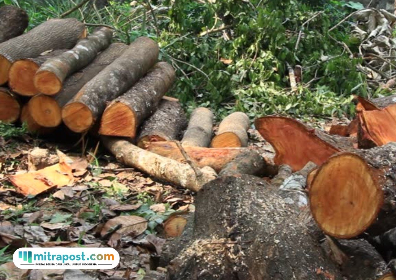 Pembalakan Liar Kayu di Hutan Sipora Sumbar, Negara Rugi Ratusan Miliar