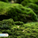 Jadi Incaran Jepang, Tumbuhan Lumut Memiliki Nilai Ekspor Setara Rp11,6 Miliar