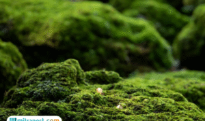 Jadi Incaran Jepang, Tumbuhan Lumut Memiliki Nilai Ekspor Setara Rp11,6 Miliar