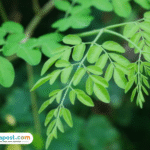 Manfaat Daun Kelor untuk Kesehatan dan Kecantikan