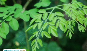 Manfaat Daun Kelor untuk Kesehatan dan Kecantikan