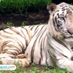 Isu Ragunan Dinyatakan Tidak Benar, Pramono Akui Titipkan Harimau Benggala Miliknya