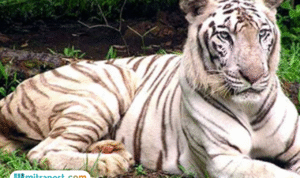 Isu Ragunan Dinyatakan Tidak Benar, Pramono Akui Titipkan Harimau Benggala Miliknya Isu Ragunan Dinyatakan Tidak Benar, Pramono Akui Titipkan Harimau Benggala Miliknya