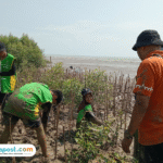 Foto : Sejumlah pelajar diajak menanam Mangrove di tanah timbul pesisir pantai Tluwuk Desa Wedarijaksa Pati, belum lama ini. (Dok. Kelompok Kerja Mangrove Daerah Pati)
