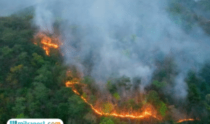 Penjelasan Mengenai Krisis Iklim Dunia dan Dampaknya