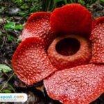 Ilustrasi Rafflesia Hasseltii/istock
