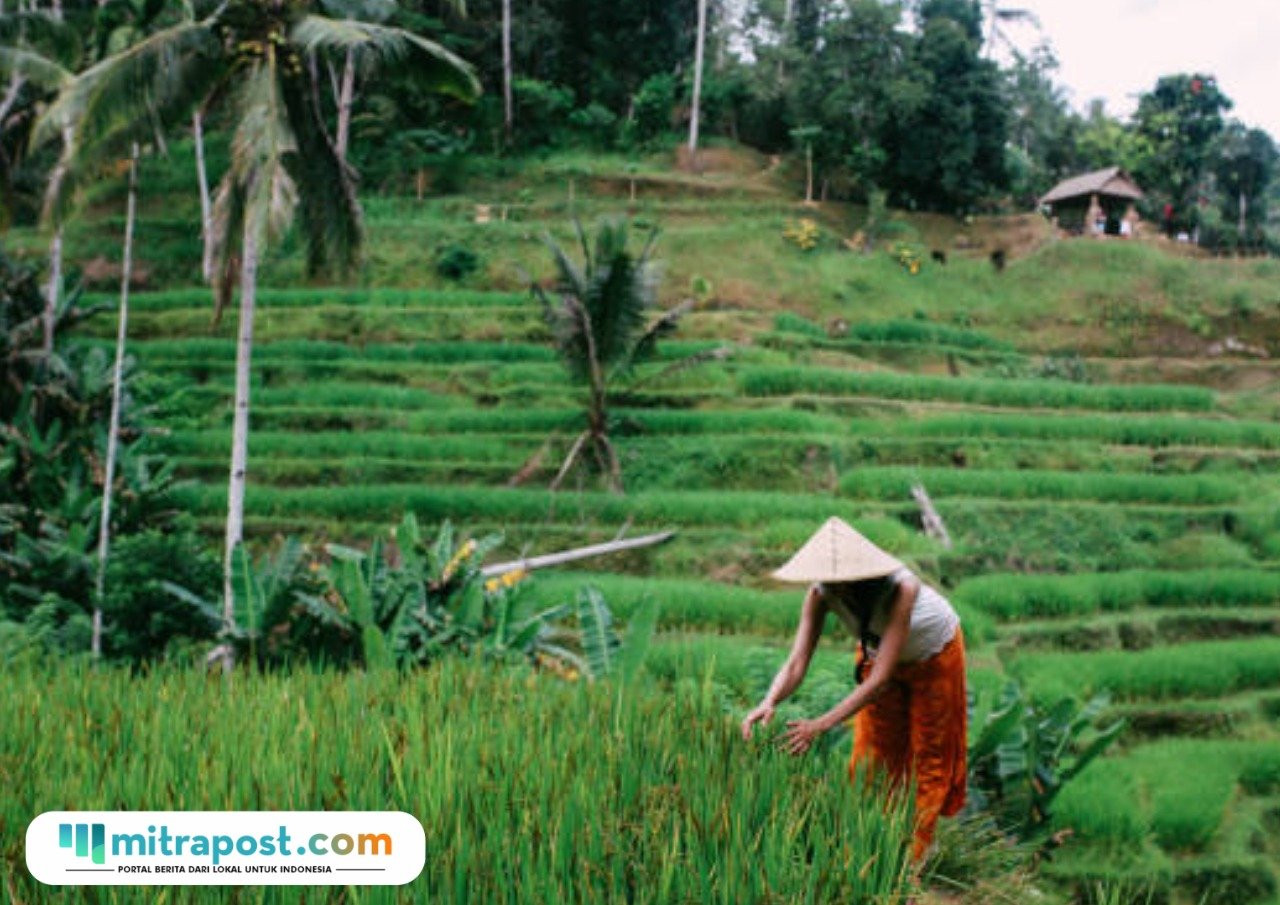 Ilustrasi lahan sawah di Bali/istock Ancaman Krisis Pangan