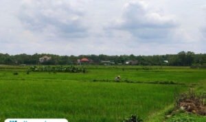 Foto: lahan pertanian di Kecamatan Tambakromo (Mitrapost.com/ Kafi)