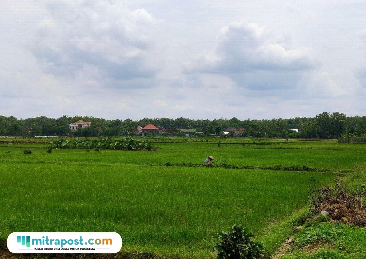 Foto: lahan pertanian di Kecamatan Tambakromo (Mitrapost.com/ Kafi)