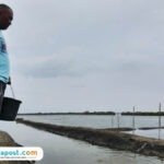 Foto : Petambak di Desa Ketitangwetan Kecamatan Batangan tengah memberikan makan ikan bandeng, Sabtu (08/11/2025) siang. (Sumber. Mitrapost.com/ Ilham)