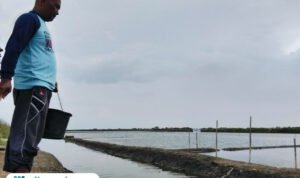 Foto : Petambak di Desa Ketitangwetan Kecamatan Batangan tengah memberikan makan ikan bandeng, Sabtu (08/11/2025) siang. (Sumber. Mitrapost.com/ Ilham)