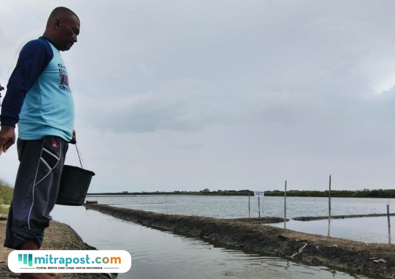 Foto : Petambak di Desa Ketitangwetan Kecamatan Batangan tengah memberikan makan ikan bandeng, Sabtu (08/11/2025) siang. (Sumber. Mitrapost.com/ Ilham)