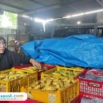 Foto: Salah satu pengepul pisang di Desa Gunungsari, Kecamatan Tlogowungu, Kabupaten Pati, Puji Astuti saat menyiapkan pisang untuk memenuhi kebutuhan dapur Satuan Pelayanan Pemenuhan Gizi (SPPG) (Mitrapost.com/ Kafi)
