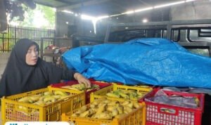 Foto: Salah satu pengepul pisang di Desa Gunungsari, Kecamatan Tlogowungu, Kabupaten Pati, Puji Astuti saat menyiapkan pisang untuk memenuhi kebutuhan dapur Satuan Pelayanan Pemenuhan Gizi (SPPG) (Mitrapost.com/ Kafi)