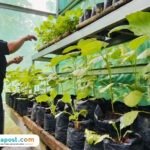 Foto : Kegiatan berkebun KWT Sari Bina Karya Desa Gempolsari Gabus. (Sumber. Mitrapost.com/ Ilham)