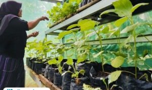 Foto : Kegiatan berkebun KWT Sari Bina Karya Desa Gempolsari Gabus. (Sumber. Mitrapost.com/ Ilham)
