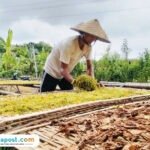 Foto : Petani di Desa Dukuhmulyo Kecamatan Jakenan Pati tengah melakukan penjemuran tembakau. (Sumber. Mitrapost.com/ Ilham)