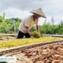 Foto : Petani di Desa Dukuhmulyo Kecamatan Jakenan Pati tengah melakukan penjemuran tembakau. (Sumber. Mitrapost.com/ Ilham)