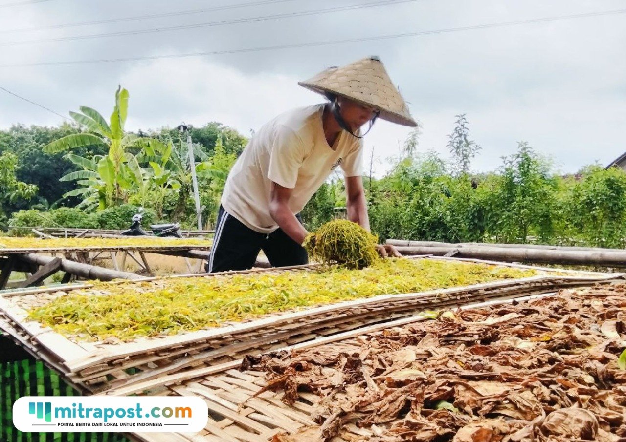 Foto : Petani di Desa Dukuhmulyo Kecamatan Jakenan Pati tengah melakukan penjemuran tembakau. (Sumber. Mitrapost.com/ Ilham)
