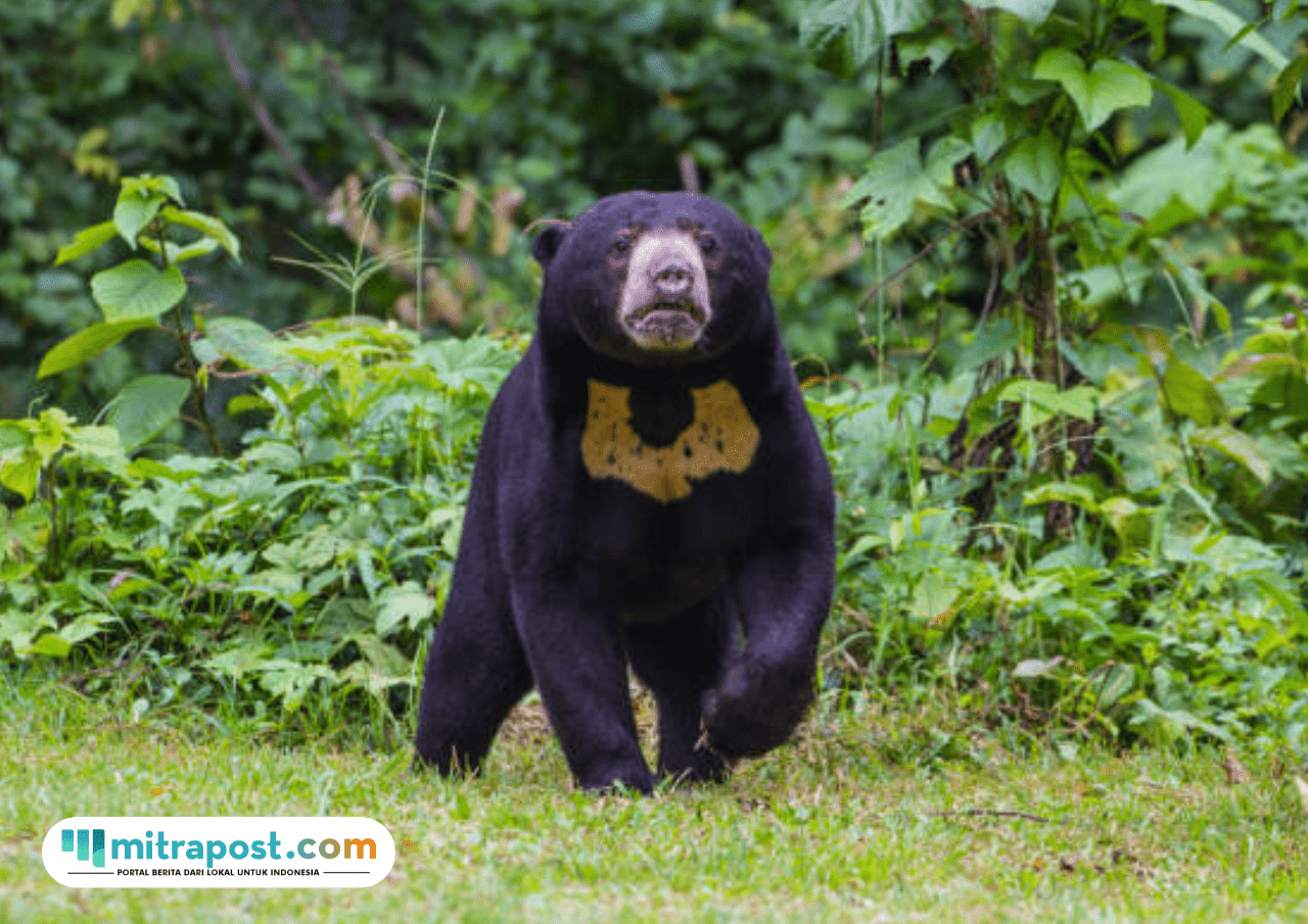 Pria Medan Ditangkap Polisi Usai Terciduk Hendak Jual Beruang Madu ke Warga AS