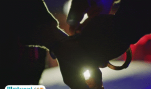 jatim Pria Gay di Jatim Ajak Laki-laki Kencan, Lalu Bawa Kabur Motor Korban