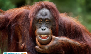 Tim SAR Temukan Tulang Belulang Orang Utan di Tapanuli Tengah